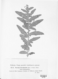 Puccinia flosculosorum image